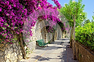 Walkway of vibrant purple flowers in Capri, Italy