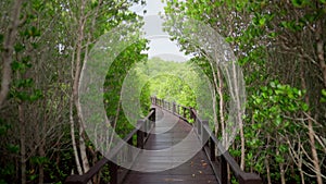 walkway weaves through the lushness of Thailand's enchanting forest.