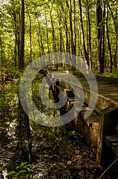 Walkway Through Wetlands