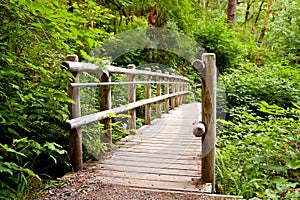 Walkway in wilderness photo