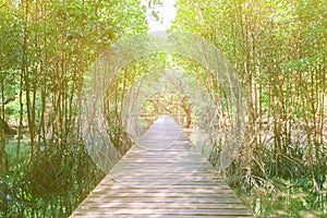 Walkway wood bridge in natural mangrove forest environment at Chanthaburi travel Thailand