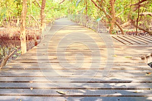 Walkway wood bridge in natural mangrove forest environment at Chanthaburi travel Thailand