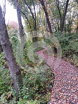 Walkway into the woods