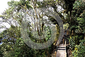 Walkway through World's Oldest Mossy Forest