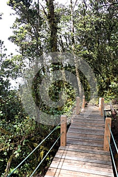 Walkway through World's Oldest Mossy Forest photo