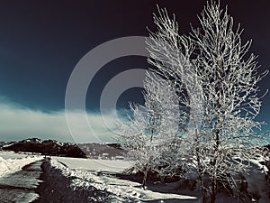 A Walkways, A snow covered Trees and Alps