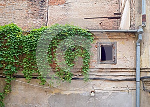 Wall of an abandoned building covered by green creeper.