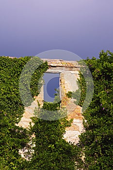 Wall of abandoned house overgrown with green ivy