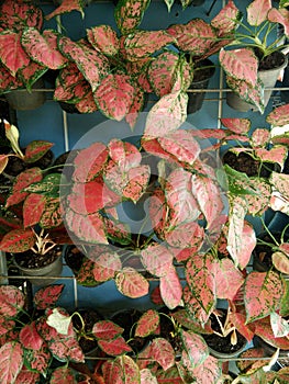 Wall of Aglaonema trees in pots