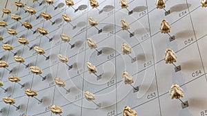 Wall of animal skulls at California Academy of Sciences Museum in San Francisco