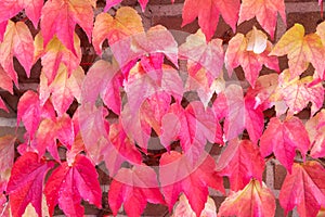 Wall with autumn colored leaves of wild grapevine