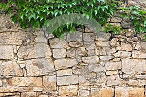 Wall background texture and green leaves on the top