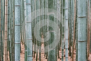 Wall of bamboo, bamboo forest, Kyoto, Japan