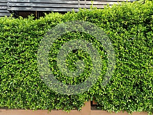 Wall from banyantree.