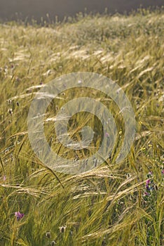 Wall Barley (Hordeum murinum) heads, waving in the morning sun.