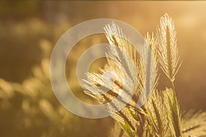 Wall barley and sunlight