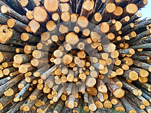 The wall of the barrel sawn birch timber cutting