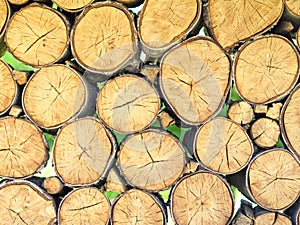 A wall of birch blocks. The ends of the wood create a natural texture