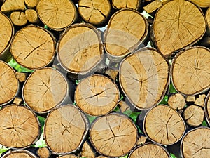 A wall of birch blocks. The ends of the wood create a natural texture