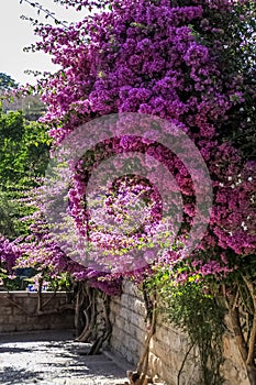 Wall of booming bougainvillea in the Garden of Gethsemane, Jerusalem