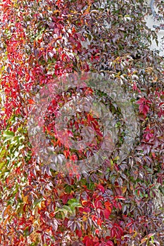 Wall braided with curly stems of girlish grapes. Autumn background. Vertical photo