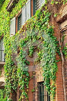 Wall of a brick building is overgrown with ivy with green windows and shutters