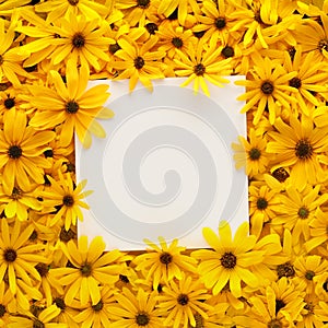 Wall of bright yellow flowers with square blank white card for copy space