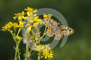 Wall Brown butterfly feeding on flowers