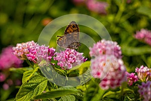 Wall brown butterfly on lantanas flowers.