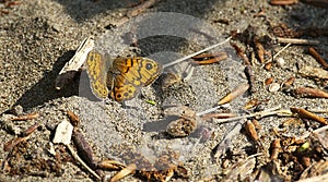 Wall Brown Butterfly (Lasiommata maera)