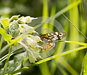 Wall Brown Butterfly (Lasiommata maera)