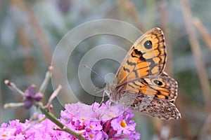 Wall brown butterfly Lasiommata Megera