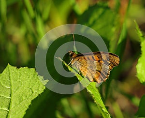 Wall brown butterfly, Lasiommata megera.