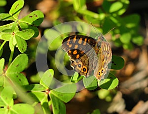 Wall brown butterfly, Lasiommata megera.