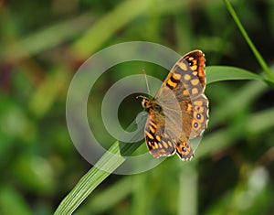 Wall brown butterfly, Lasiommata megera.