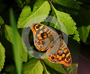 Wall brown butterfly, Lasiommata megera. photo
