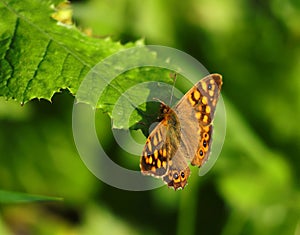 Wall brown butterfly, Lasiommata megera. photo