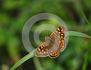 Wall brown butterfly, Lasiommata megera. photo