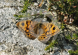 Wall Brown Butterfly