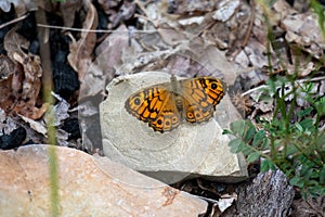 Wall Brown Butterfly resting on a rock in the sunshine