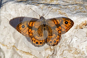 Wall Brown - Lasiommata megera is brown butterfly in the family Nymphalidae subfamily Satyrinae, widespread in the Palearctic