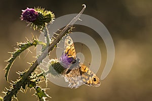 Wall Brown (Lasiommata megera) butterfly feeding on flowers