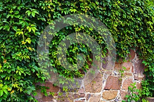 Wall of brown stones with green ivy leaves. The green ivy on a stone wall. Concept of landscape and nature