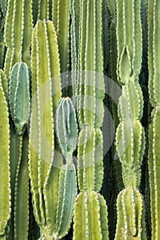 Wall of Cactus