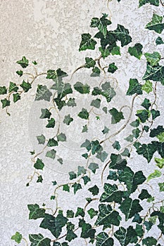 Wall of the castle palace overgrown with ivy plants