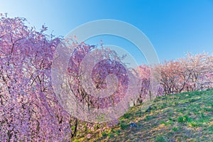 Wall of Cherry blossom