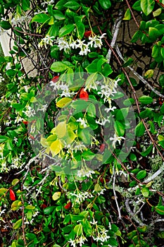 Chinese star jasmine flowers Trachelospermum jasminoides in bloom