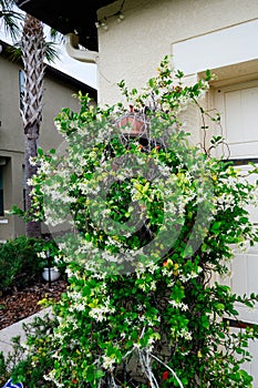 Chinese star jasmine flowers Trachelospermum jasminoides in bloom