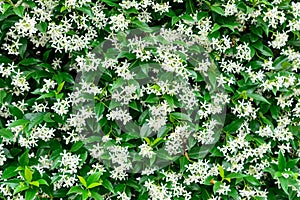 Wall of Chinese star jasmine flowers Trachelospermum jasminoides in bloom