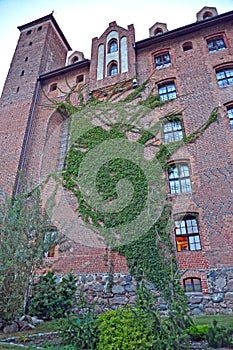The wall of the chivalric castle of the Teutonic Order, swept with maiden grapes. Gniew, Poland photo